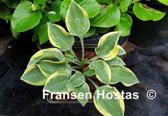 Hosta Poco Pete